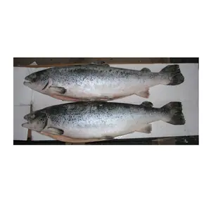 Лосось/свежая замороженная рыба лосося для продажи по лучшей цене