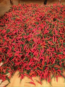 Piment rouge frais du Vietnam, gros poivron doux à saveur piquante, légume naturel, emballage en carton en vrac, qualité supermarché, fournisseur 25kg - Product Image 6