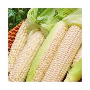 Precio en Brasil, Precio al por Mayor, Maíz Blanco de Alta Calidad para Alimentación Animal, Proveedor, Maíz Amarillo No Transgénico Más Vendido - Product Image 5