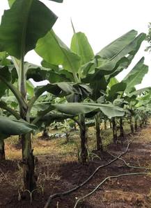 กล้วยสดขายส่งสำหรับตลาดส่งออก ตลาดค้าปลีก และตลาดบริการอาหาร คุณภาพคงที่ รสชาติเยี่ยม - Product Image 4