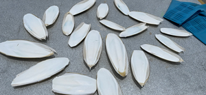 Hueso de sepia blanqueada para alimentos de mascotas, producto de venta al por mayor de Vietnam - Product Image 2