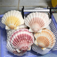 Coquilles Saint-Jacques polies nettoyées coquilles naturelles de haute qualité pour les projets d'art de bricolage conception de bijoux décor à la maison mariage de style côtier
