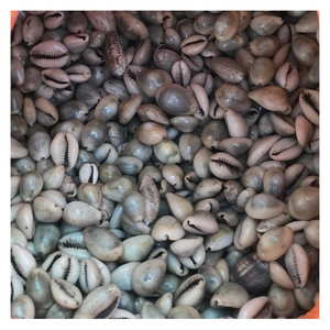 Seashell Cowry Eco Craft, Seashell Cowry hecho a mano para decoración costera del hogar, regalo sostenible y único para los amantes del océano - Product Image 6