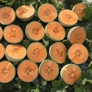 Melones Cantalupo Frescos de Primera Clase - Alta Dulzura Brix - Melones Musk de Grado de Exportación a Granel - Product Image 6