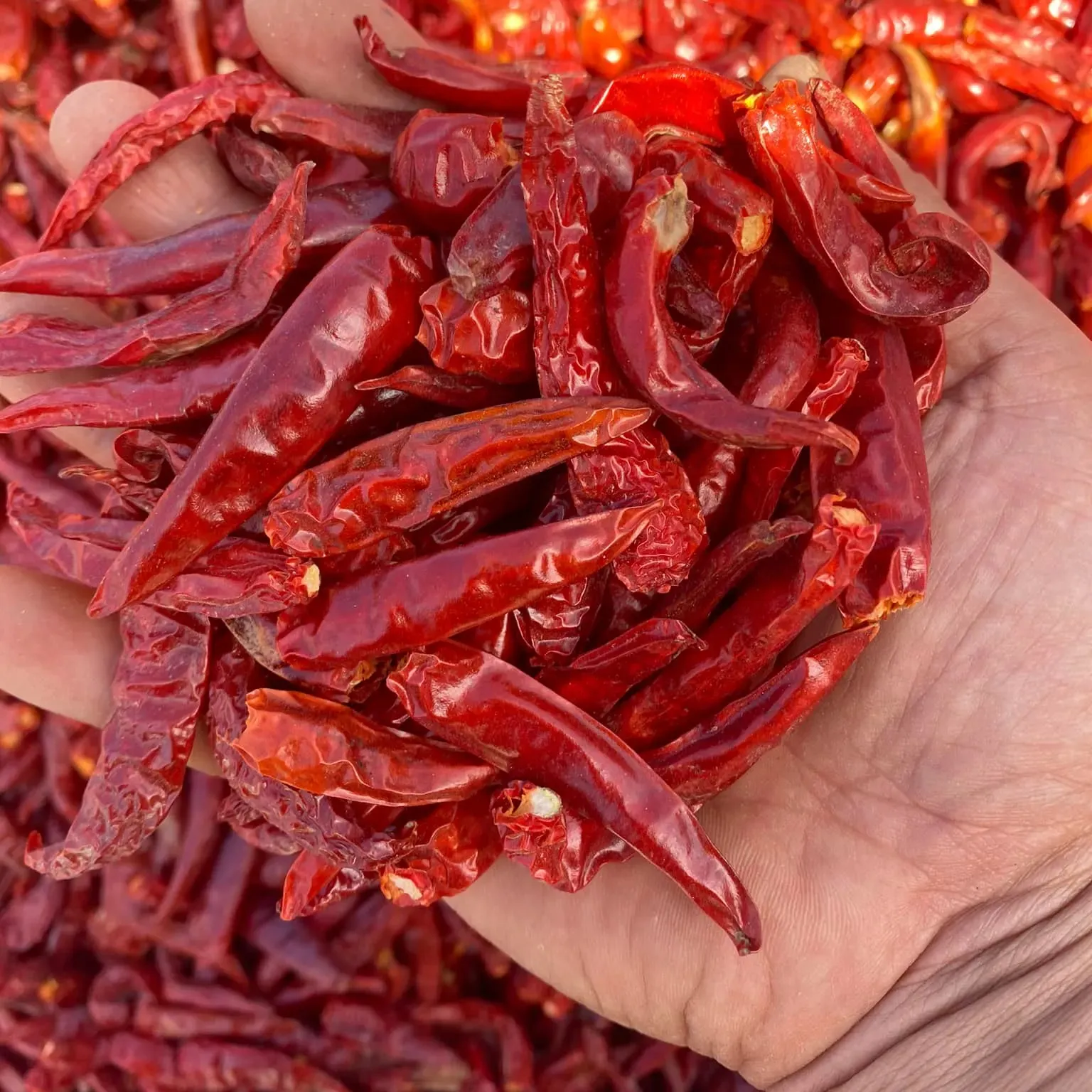 Großhandel getrockneter heißer gewürzlicher Chili guter Preis aus Vietnam/Trockneter gewürzter roter Chili günstigster Preis 2024/Vietnamesische getrocknete rote Chilis