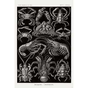 Póster de Haeckel Art Decapods, Diseño Moderno Estilo Anime, Lienzo Enmarcado en Madera, 86 Formas de Arte Natural para Colgar en la Pared - Product Image 2
