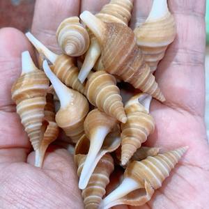 เปลือกหอยเปลือกหอยเปลือกหอยสีน้ำตาลขัดเงาจากเวียดนาม - Product Image 2