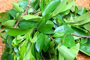 FEUILLES DE SOURSOP FRAÎCHEMENT RÉCOLTÉES ET NATURELLEMENT SÉCHÉES-DIRECTE DES FERMES DU VIETNAM À VOUS - Product Image 5