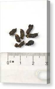 Excrementos de murciélago, guano que produce estiércol de murciélago orgánico de alta calidad de Vietnam ANGEL - Product Image 6