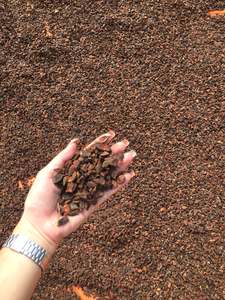 ANÍS ESTRELLADO QUEBRANTO, PRECIO COMPETITIVO Y ALTA CALIDAD, ANÍS ESTRELLADO DE OTOÑO DE VIETNAM, Whatsapp +84 865 216 698 (Sra. Lucy) - Product Image 4