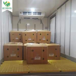 VIET THIEN PHU VTP/OL-10 de haute qualité organique congelé fruits du Dragon moitiés dés IQF eau exportée dans le monde entier Vietnam bon prix - Product Image 2