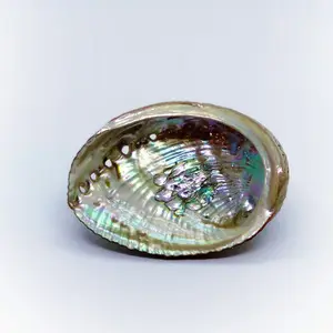 Wholesale bulk quantity paua shell pieces abalone shell green blue shells competitive price abalones