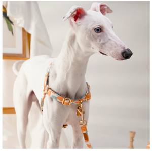 สายจูงสุนัขทำจากผ้าฝ้ายทันสมัยพร้อมตัวหยุดการดึงตัวแบบโลควอทดีไซน์ต้นไม้ - Product Image 2