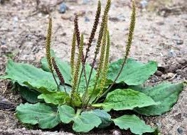 Herbe de plantain séchée, plante entière, Plantago Asiatica, fleur, ingrédient végétal naturel pour le traitement du thé et l'utilisation culinaire traditionnelle - Product Image 3