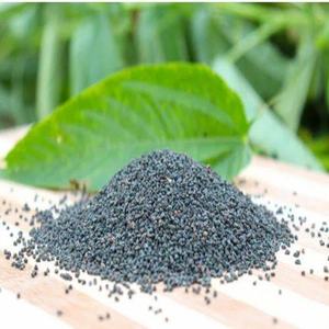 เมล็ด molokhia เกรด1 - Product Image 1