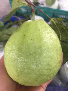 Le bon prix avec une qualité supérieure, goyave rose congelée entière/demi-coupée à un prix compétitif en provenance du Vietnam - Product Image 4