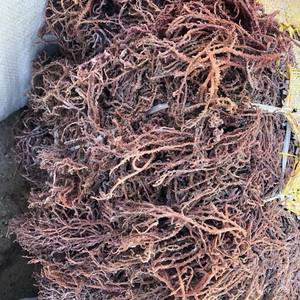 Best Price 100% Oragnic Natural High Quality Gold Sea <b>Moss</b>/ Irish <b>Moss</b> / Wildcrafted Sun Dried Seamoss From Vietnam Custom Logo - Product Image 4