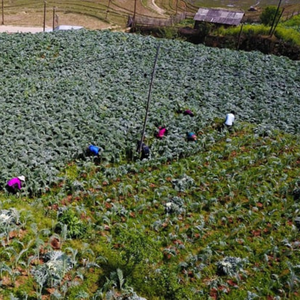 Suministro directo de fábrica Hoja de alcachofa Extracto seco Polvo marrón Extracto de planta Polvo Soporte Salud del hígado - Product Image 5