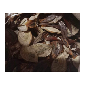 เปลือกที่มีคุณภาพพรีเมี่ยม limpet, murex operculum และหอยทากเปลือกหอยจาก99ทอง - Product Image 6