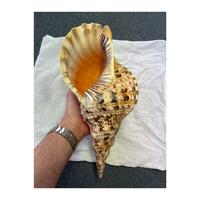 Grande coquille de trompette de triton Charonia Tritonis, coquille de mer antique rare, trompette de triton géante avec prix compétitif 99GD