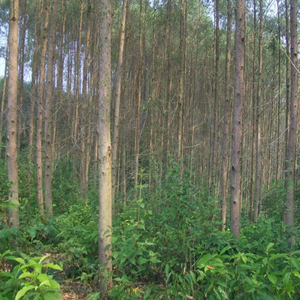 Gỗ và gỗ xẻ từ cây bạch đàn, mọi kích cỡ, xuất xứ Việt Nam - Giá rẻ, chất lượng cao, nhận làm theo kích thước yêu cầu - Product Image 2