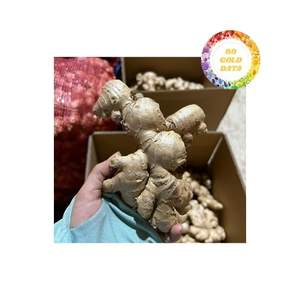 Gingembre frais de haute qualité du Vietnam avec un arôme fort à la peau brillante et une saveur épicée adaptée à la cuisson et aux boissons - Product Image 6