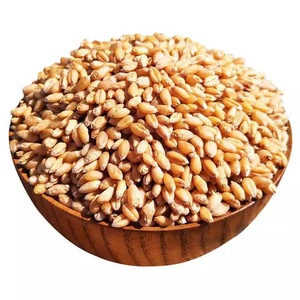 GRAIN DE BLÉ UKRAINE/GRAIN DE BLÉ MOU sans OGM - Product Image 1