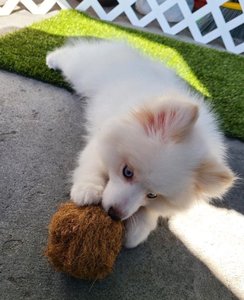 Vente en gros de chien à mâcher à partir de fibre de noix de coco/Corde à mâcher et balle de noix de coco pour vos animaux de compagnie - Product Image 6