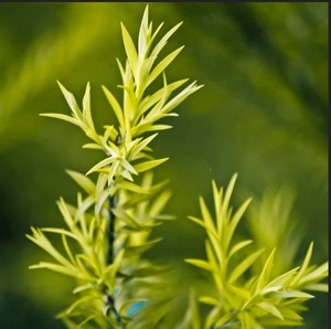 Fabricante al por mayor precio a granel grado cosmético 100 aceite esencial de árbol de té orgánico natural puro - Product Image 2