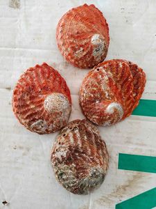 Lustre natural Leopard Black Ocean Spotted Tiger Cowries Sea Shell para regalo - Product Image 6