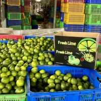 Citron vert frais/citron sans pépins de qualité supérieure du Vietnam 10 kg (WhatsApp Mme Pinky +84 359268 345)