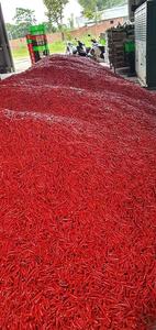 Piments rouges surgelés IQF de qualité supérieure, congelés par cryopreservation, saveur épicée, origine Vietnam, pour une excellence culinaire - Product Image 4