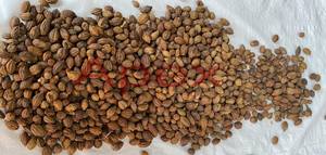 Terminalia Chebula Amarilla a Granel - Marca Apex, 24 Meses de Duración, Procedente de Rajasthan, India, Almacenamiento en Seco y Fresco - Product Image 3