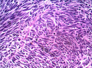 Microscope biologique optique d'infini BS-2036D de Bestscope pour des applications de laboratoire, d'éducation d'université, médicales et de recherches - Product Image 5