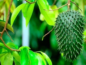 ใบมะขามป้อมอบแห้งธรรมชาติ ขายส่งจำนวนมาก คุณภาพส่งออก ขายดี - Product Image 6