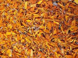 ชาดอกดาวเรืองทอง  เครื่องดื่มสมุนไพรธรรมชาติ ช่วยให้ผ่อนคลาย ผิวสุขภาพดี กลิ่นหอมผ่อนคลาย  ดอกไม้สดใส  บำรุงสุขภาพ  แบบออร์แกนิค  ขายส่ง - Product Image 4