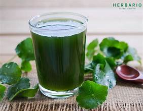 EXTRACTO DE HOJA DE GOTU KOLA A BASE DE PLANTAS EN FORMA DE POLVO FINO PARA EL BIENESTAR Y BENEFICIOS INMUNE - Product Image 3