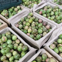 Verse Passievrucht Voor Export Verpakking 7 Kg/doos 84 976727907 Ms Carolina