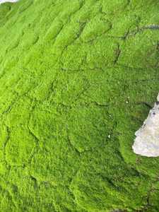 Premium Artificial Moss Grass Mat Dark Green Decorative Faux Moss for Landscaping DIY <b>Wall</b> Decor Bulk Supply - Ms. Tarina - Product Image 2