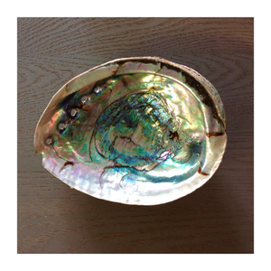 Inspiration décorative côtière avec pierre précieuse polie en coquille d'ormeau naturel du Vietnam pour la fabrication de bijoux et l'artisanat - Product Image 2