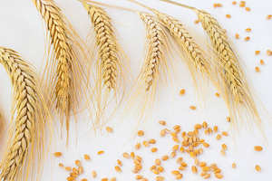 Grain de blé dur à haute teneur en protéines | Fournisseur en gros - Product Image 4