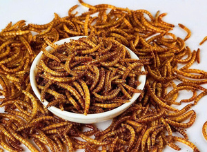 วิธีการแก้ปัญหาของคุณคุ้มค่าหนอนแช่แข็งขนาดใหญ่ - Product Image 3