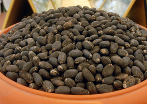 Graines de Jatropha 100% naturelles séchées à prix de gros avantageux - Product Image 5