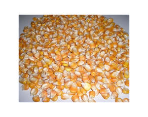 Maíz Dulce Canadiense de Nueva Cosecha, Maíz Amarillo a Muy Buen Precio, Maíz Amarillo Orgánico Fresco de Canadá, Semillas Dulces Crudas de Primera Calidad - Product Image 5