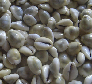 Cypraea Moneta, joyería de concha marina pulida, motivo de cauri amarillo, estilo Floral, tamaño de 1-2cm para decoración del hogar, tipo artesanal - Product Image 1