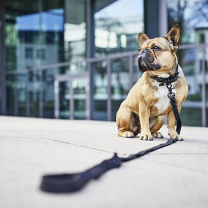Colliers pour chiens en stock, prix raisonnable, fabriqués au Pakistan, vente en ligne. - Product Image 2