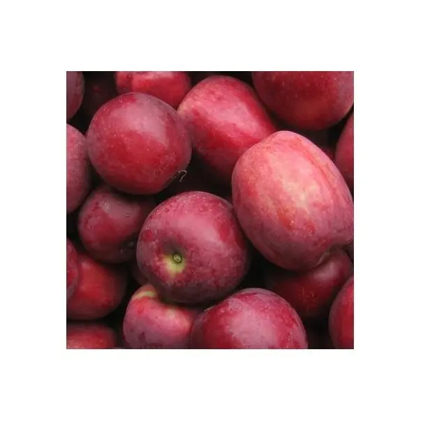 Precio barato Proveedor de Alemania Royal Gala Manzanas | Juicy Red Fresh Liberty manzanas a precio al por mayor envío rápido