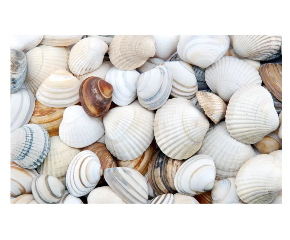 Wholesale Brown and Ivory Color Limpet Seashell from Top Exporter with Decoration Resources for Art and Holidays or Decors