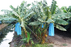 Lớn Kiến Trúc Nhà Kính Cho Vườn Trong Nhà Tăng Cường Đa Năng Thép Nhỏ Màu Xanh Lá Cây Nhà Cho Các Nhà Máy Việt Nam Vườn Dây - Product Image 4