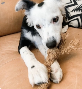 Meilleure vente Jouet en corde de coco de haute qualité Green Choice pour chiens et chats Eco Friendly Chewing Fun à base de fibre de coco du Vietnam - Product Image 2